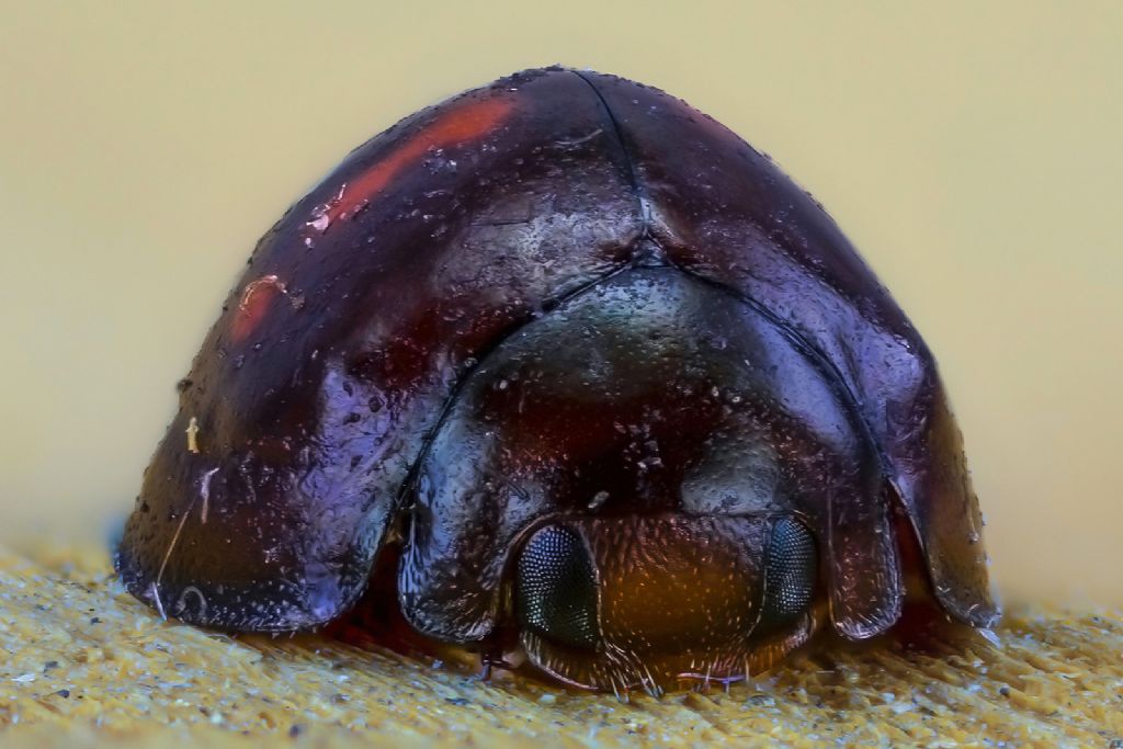 Coccinellidae - Chilocorus bipustulatus